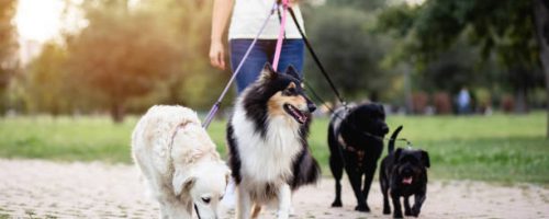 Dog walker enjoying outdoors in park with group of dogs.