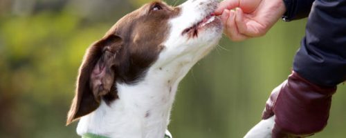 A springer spaniel beagle cross bread dog receiving a treat