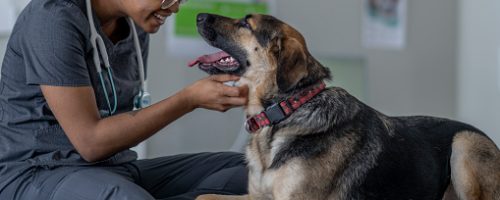 A large breed black and brown dog lays down on an exam table while on a visit to the Veterinarian.  He is facing the female Veterinarian of African decent as she pets him and attempts to make him feel comfortable before beginning the exam.